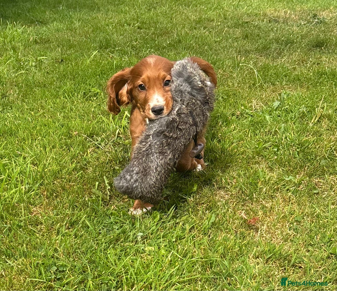 Cocker Spaniel dogs for sale: KC REG Cocker spaniel pups - Image 1