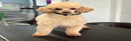 Toy Poodle dogs for sale: Kc toy poodle puppies - Advert 4