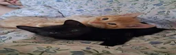 Mixed Breed cats for sale: Beautiful Kittens Mixed breed - Advert 5