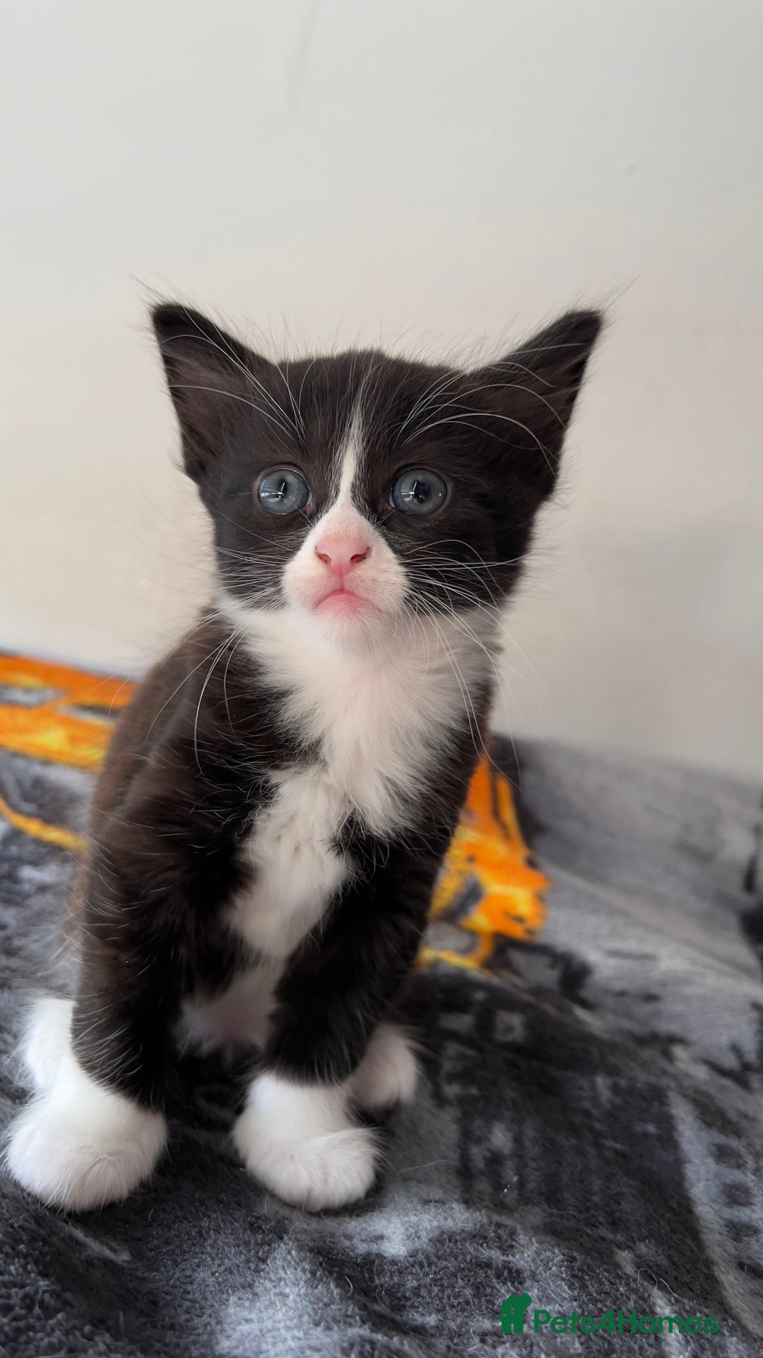 Mixed Breed cats for sale: siamese x siberian tuxedo kittens - Advert 27