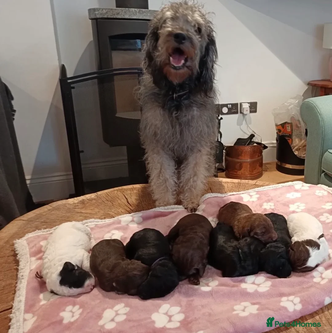 Australian Labradoodle dogs for sale: Australian labradoodle puppies  in Northampton - Advert 17