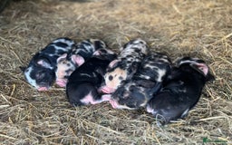 Pig livestock for sale: Kune Kune Piglets - Image 4