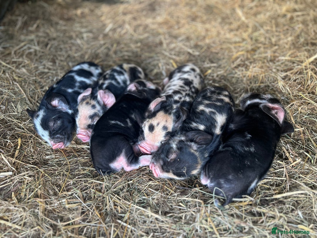 Pig livestock for sale: Kune Kune Piglets - Image 4