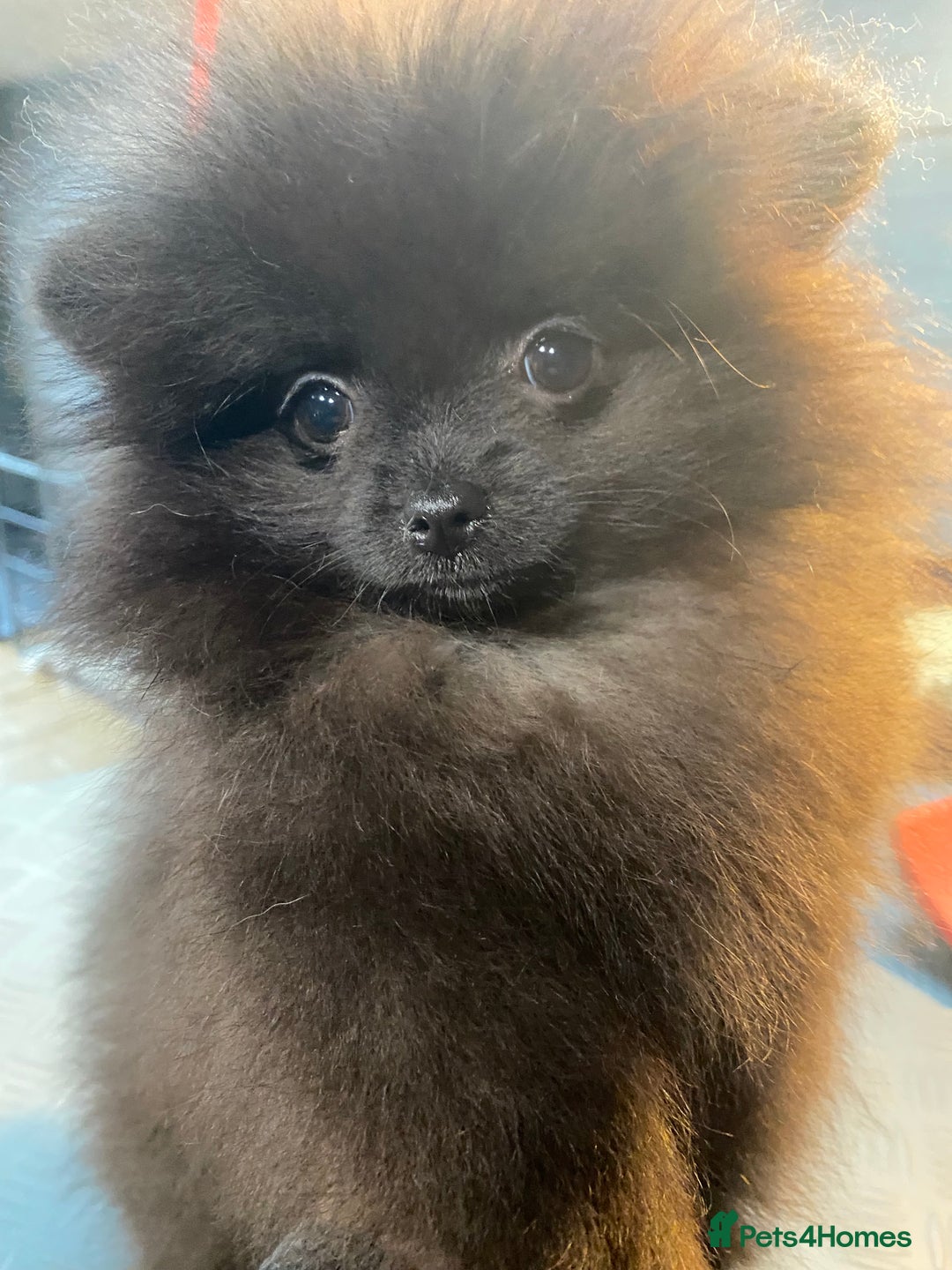 Pomeranian dogs for sale: Super cute sassy poms - Advert 21
