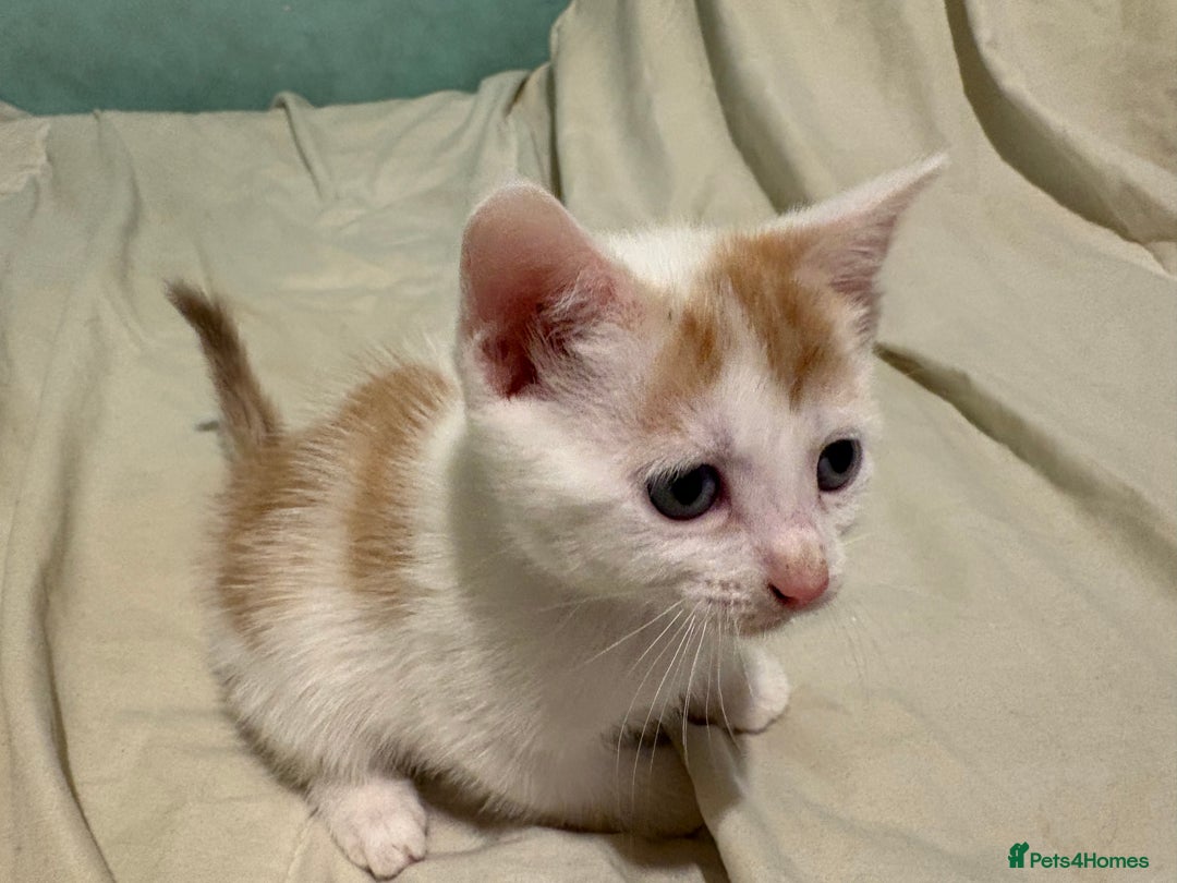 Domestic Shorthair cats for sale: Domestic Shorthairs - 6 Left - Advert 22