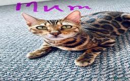Bengal cats for sale: Bengal kittens  - Image 2