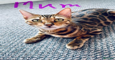 Bengal cats Bengal kittens  - Advert 3