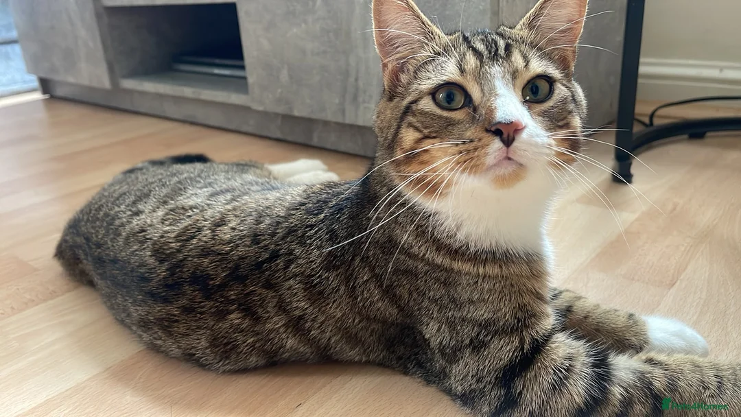 Mixed Breed cats for sale: Lovely 5 month old male kitten  - Advert 2