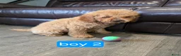Cavapoo dogs for sale: Adorable F1B Cavapoo puppies for sale  - Advert 21