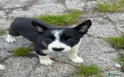 Border Collie dogs for sale: Registered ISDS Border Collie puppies - Image 1