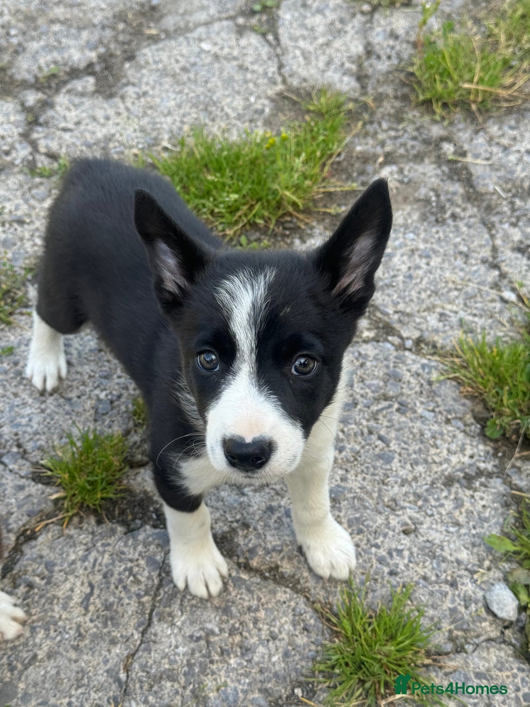 Border Collie dogs for sale: Registered ISDS Border Collie puppies - Image 1