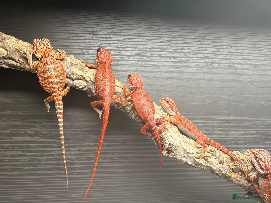 Bearded Dragon reptiles for sale: Red Monster baby bearded dragons ready to go!  - Advert 2
