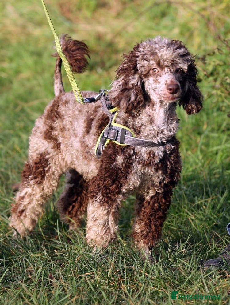 Miniature Poodle dogs  Chocolate Merle miniature poodle  in York - Advert 16
