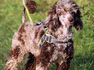 Miniature Poodle dogs Chocolate Merle miniature poodle in York - Advert 4