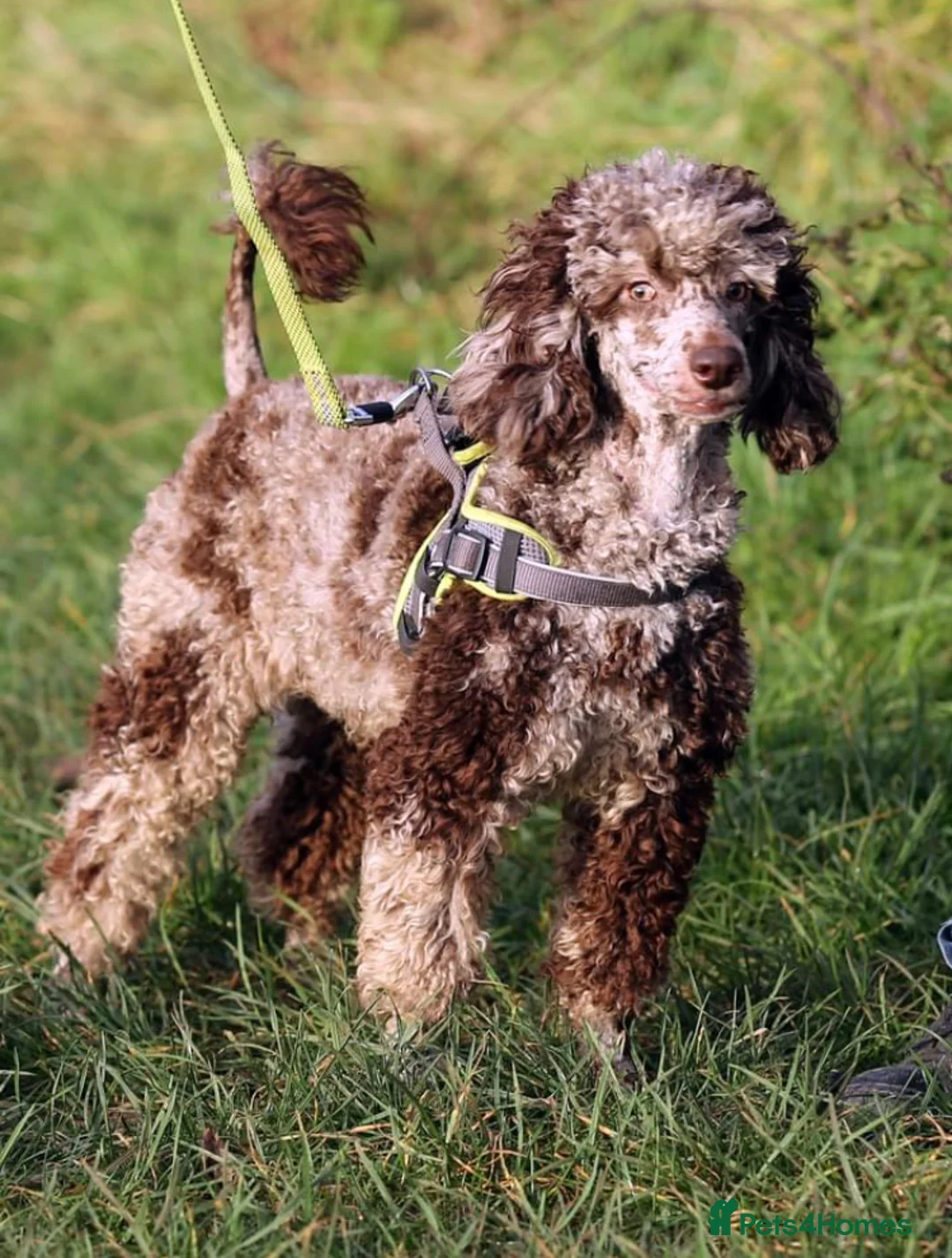 Miniature Poodle dogs for stud:  Chocolate Merle miniature poodle  - Advert 1