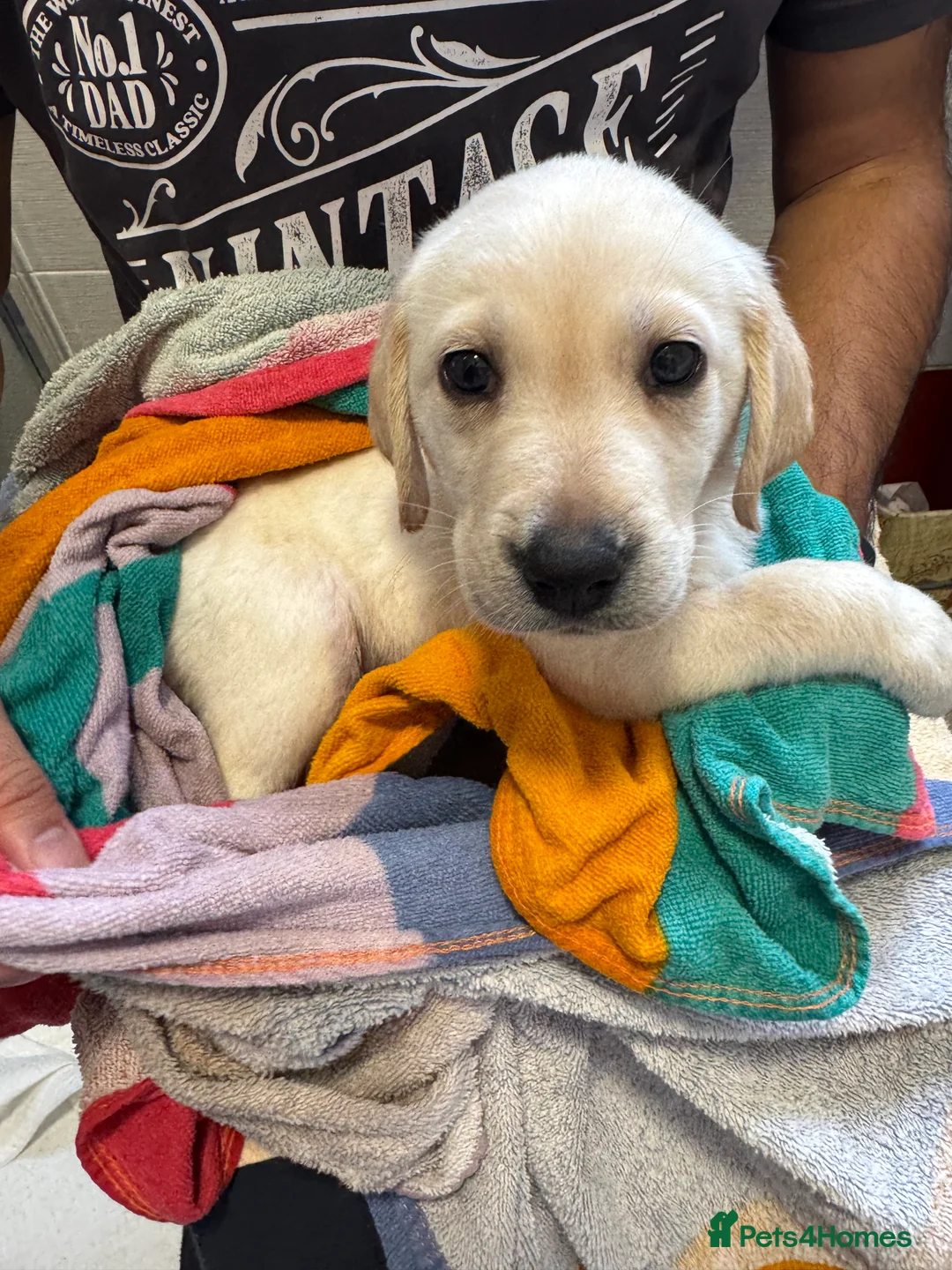 Labrador Retriever dogs for sale: 3 black females remaining – Labrador Retrievers - Advert 35