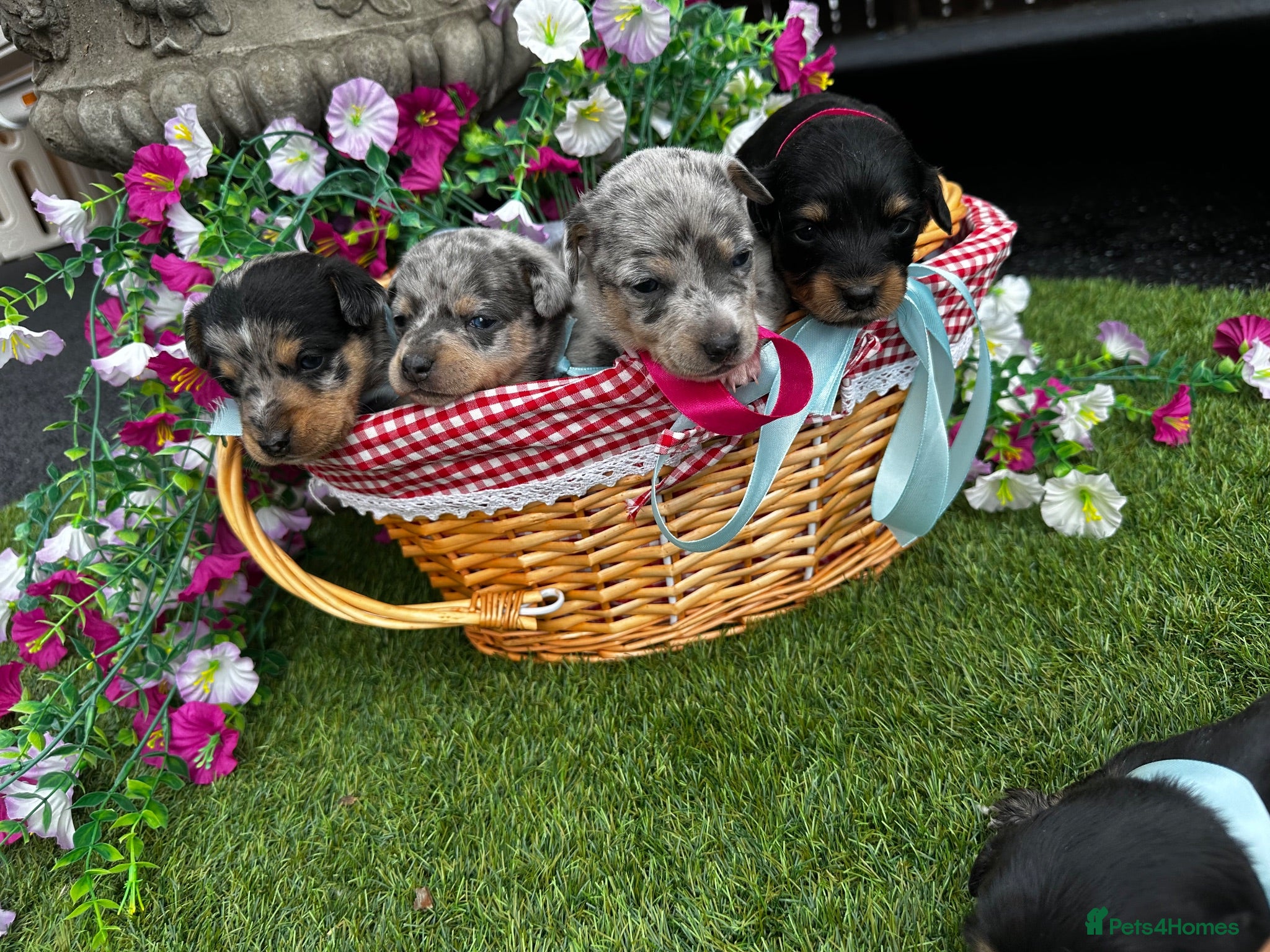 Dachshund dogs Jackshund puppies looking for a place to call home - Advert 1