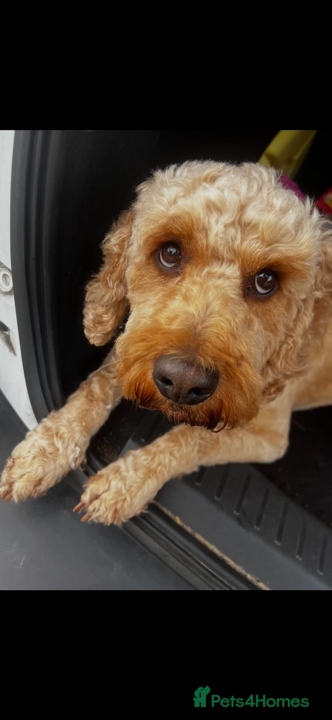 Cockapoo dogs for stud: Cockapoo for stud 🐾 🦁 🩵 - Advert 2