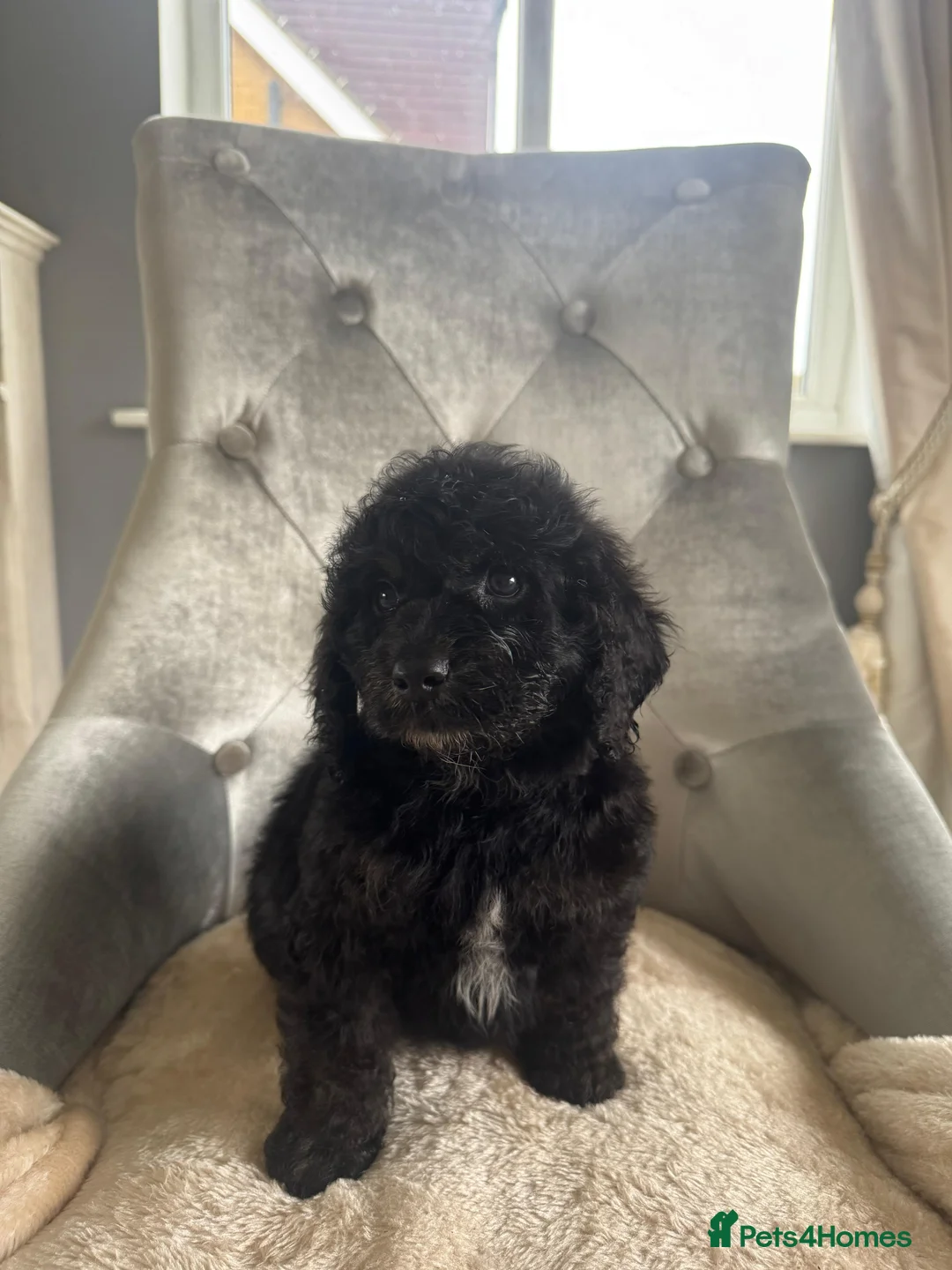 Cockapoo dogs for sale: F1 cockapoo puppies  - Advert 4