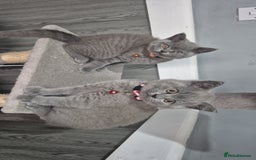 British Shorthair cats for sale: BSH blues  - Image 4