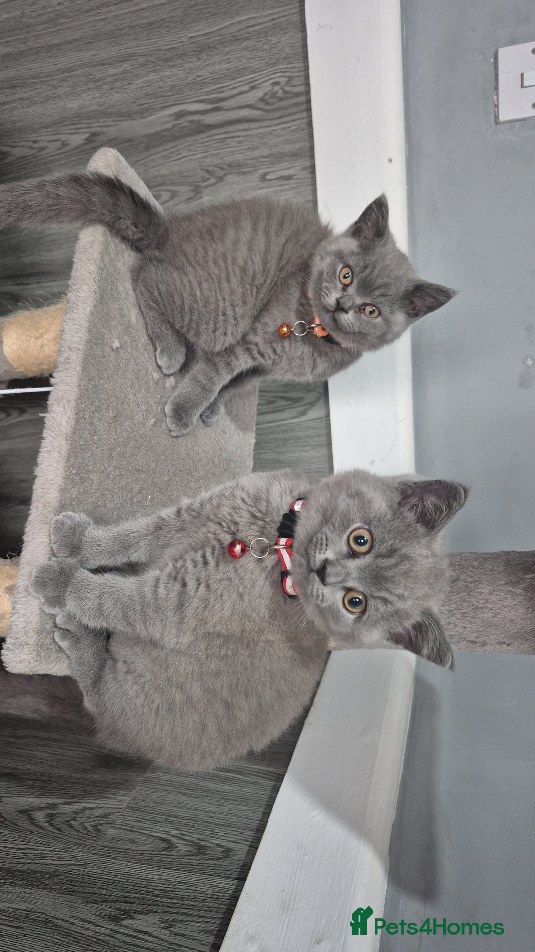 British Shorthair cats for sale: BSH blues  - Image 4