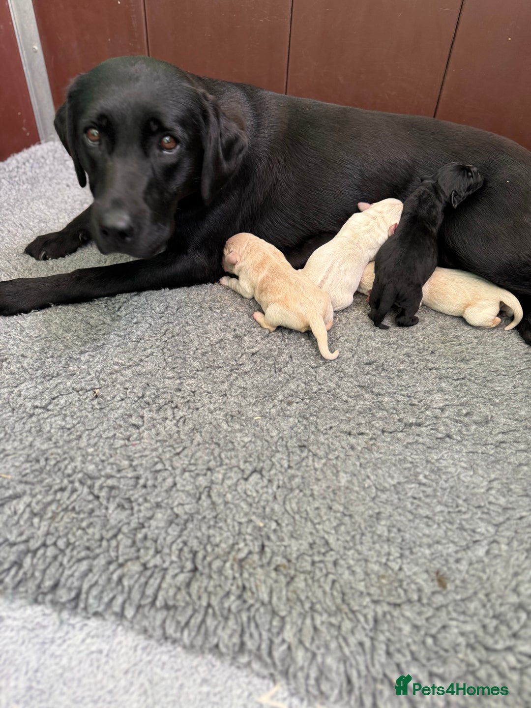 Labrador Retriever dogs for sale: KC health tested Labrador Pups  - Image 16