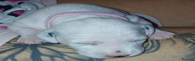 Dalmatian 4