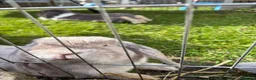 English Lop rabbits for sale: Male rabbit - Advert 2