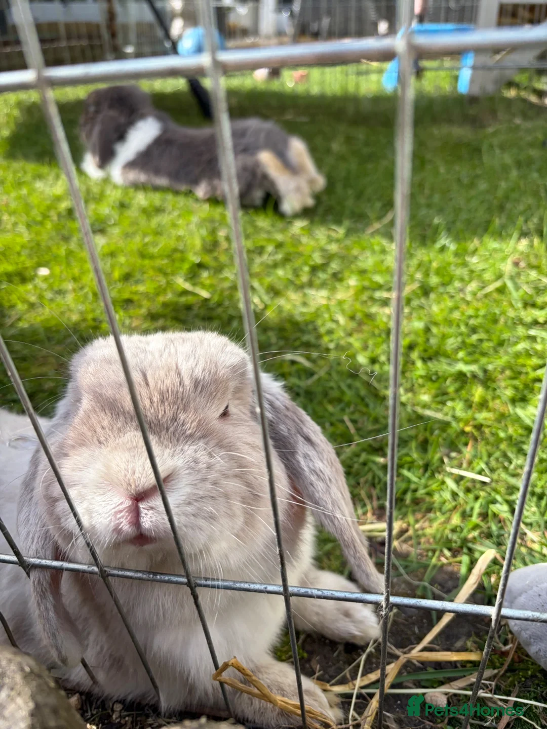 English Lop rabbits for sale: Male rabbit - Advert 2