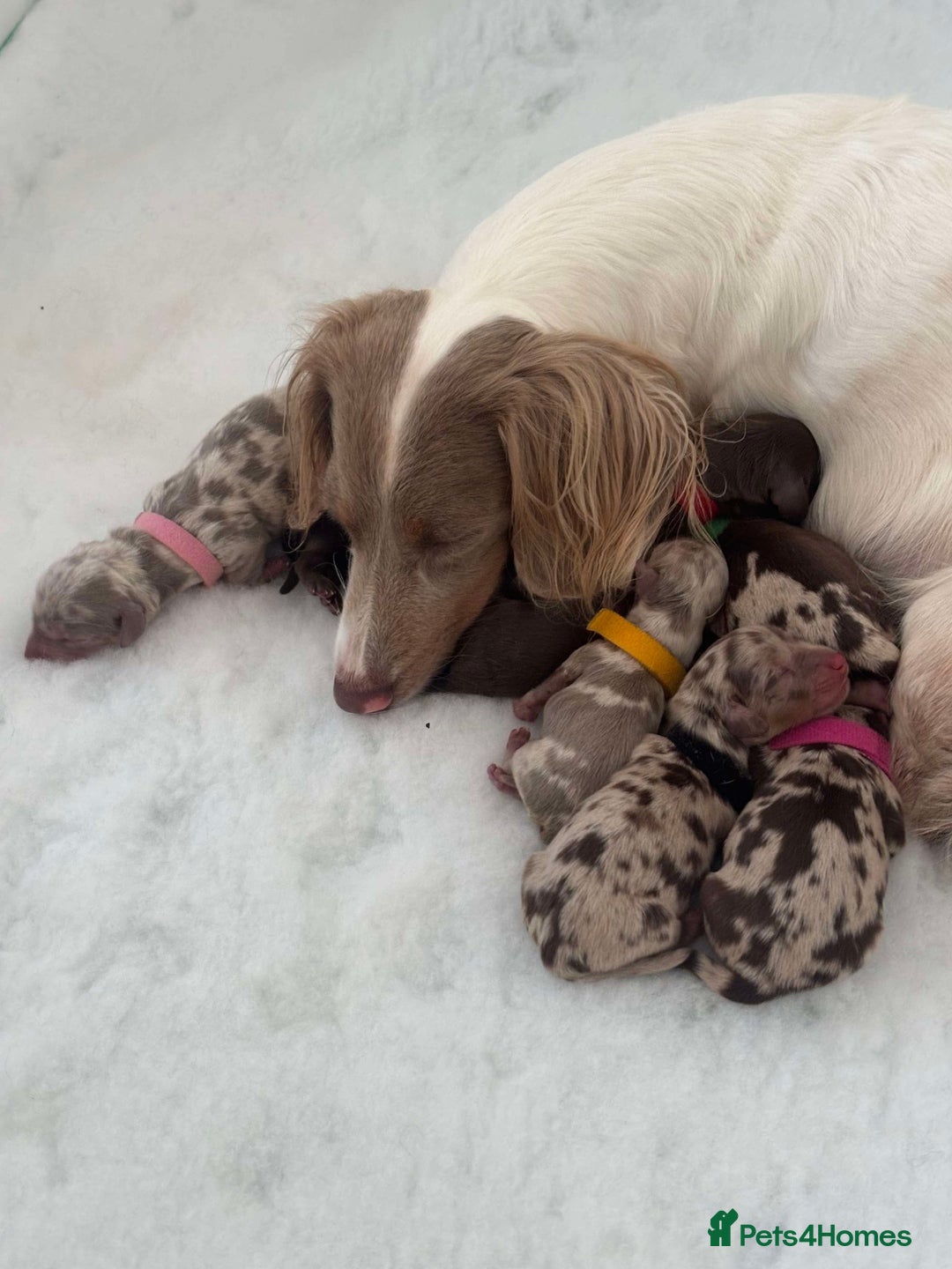 Miniature Dachshund dogs for sale: 🐾Beautiful KC Reg Miniature Dachshunds looking 🐾 - Image 5