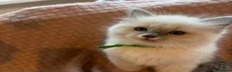 Ragdoll cats for sale: Ragdoll  kitten  in Wisbech - Advert 4