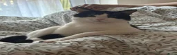 Mixed Breed cats for sale: Domestic short hair FREE in London - Advert 4
