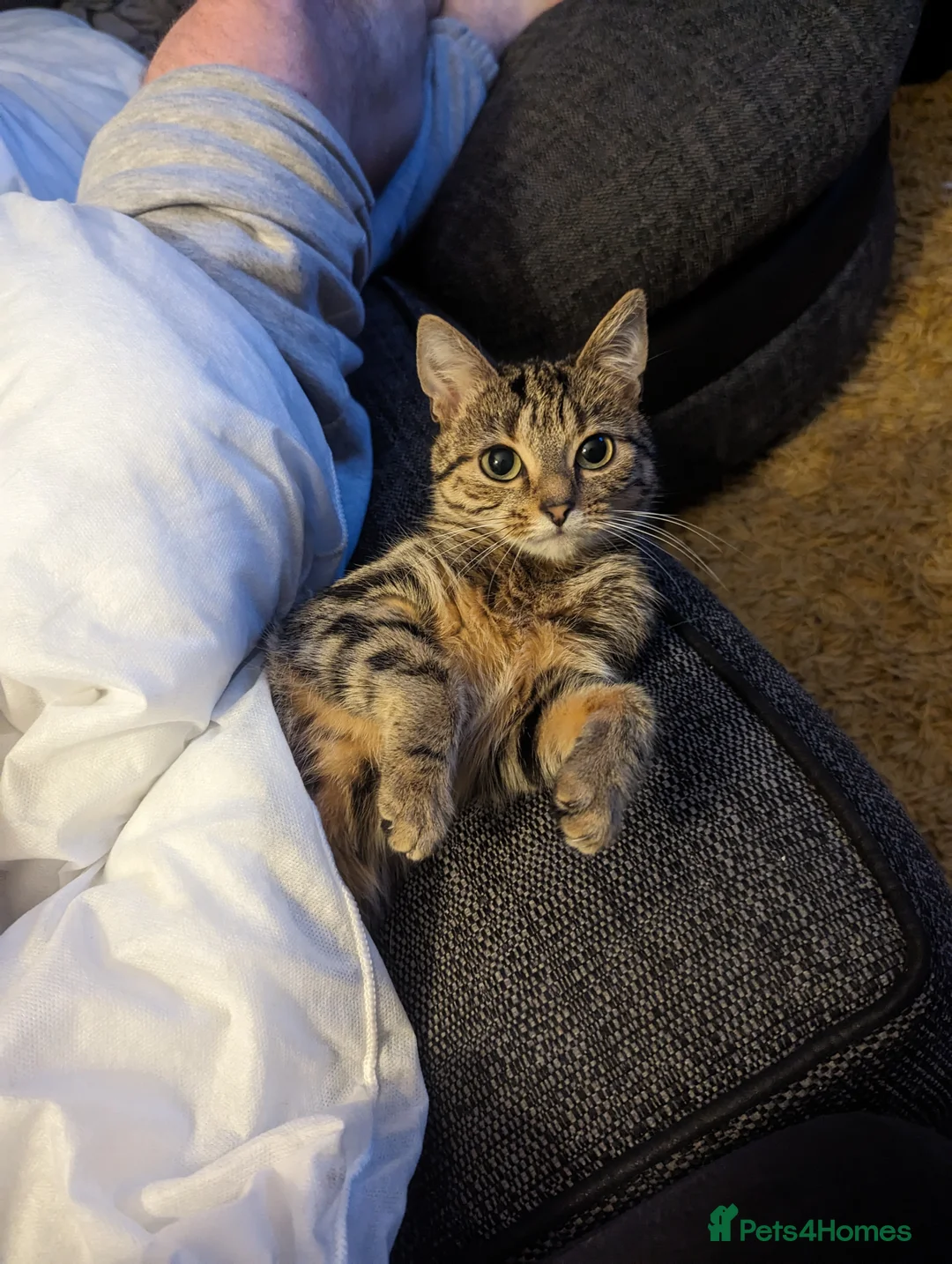 Domestic Shorthair cats for sale: Arlo, age 5 ❤️ in Merthyr Tydfil - Advert 2