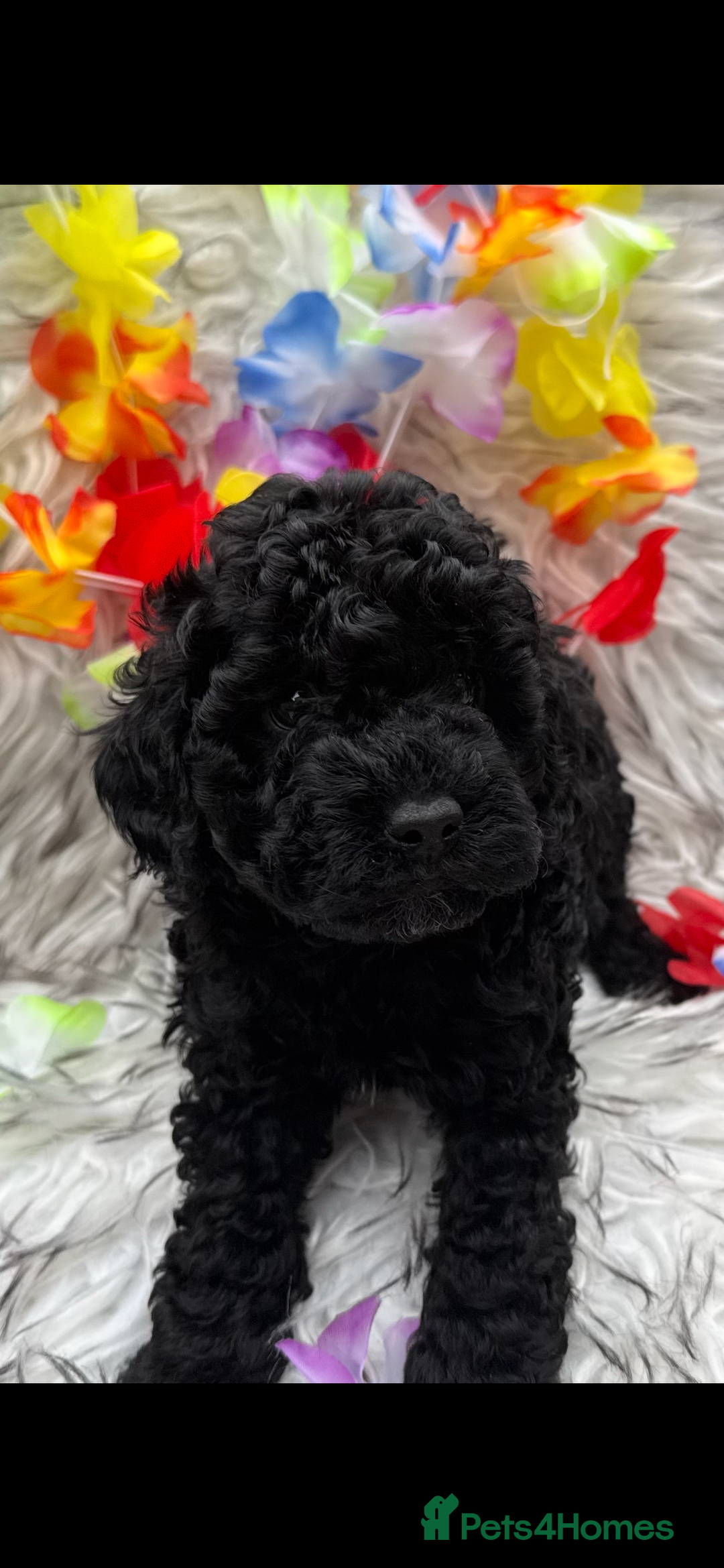Cockapoo dogs for sale: SMALL COCKAPOO BABYS - Image 4