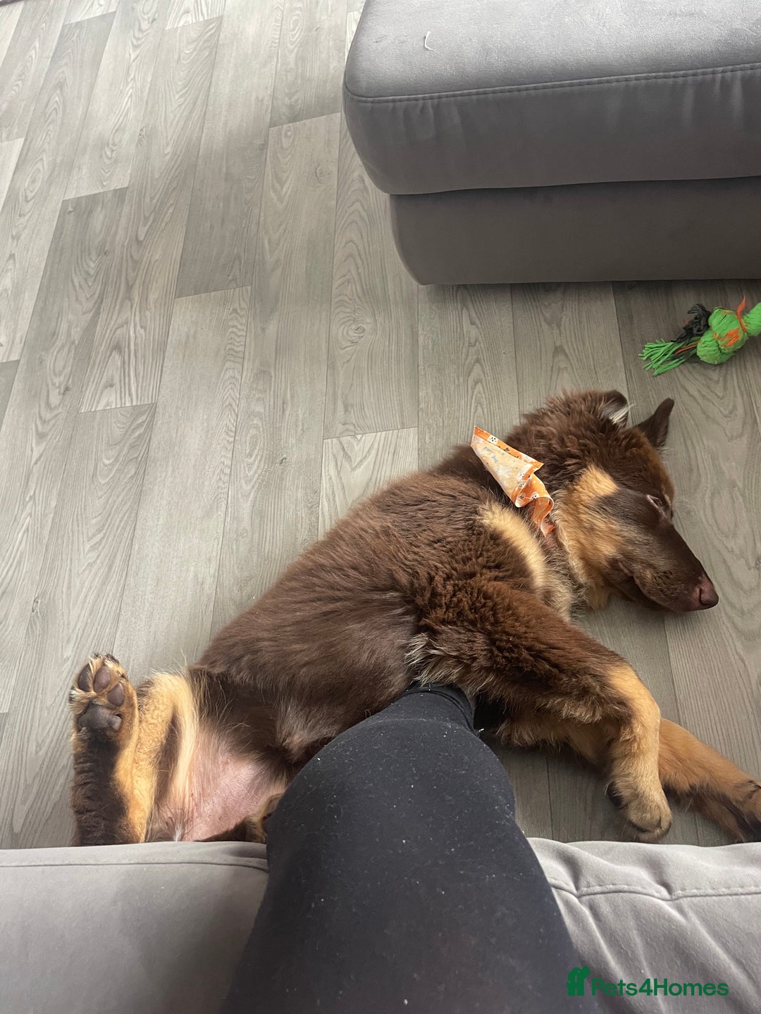 German Shepherd dogs for sale: Queenie a liver German shepherd  - Advert 3