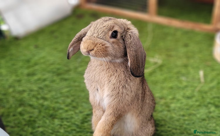 Mini Lop rabbits - Advert 7