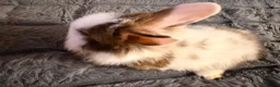 Mixed Breed rabbits for sale: Beautiful Rabbits Looking for Loving Homes 🐰 - Advert 12