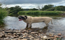 Mastiff dogs for sale: Bruno 6 year old English mastiff  - Image 4