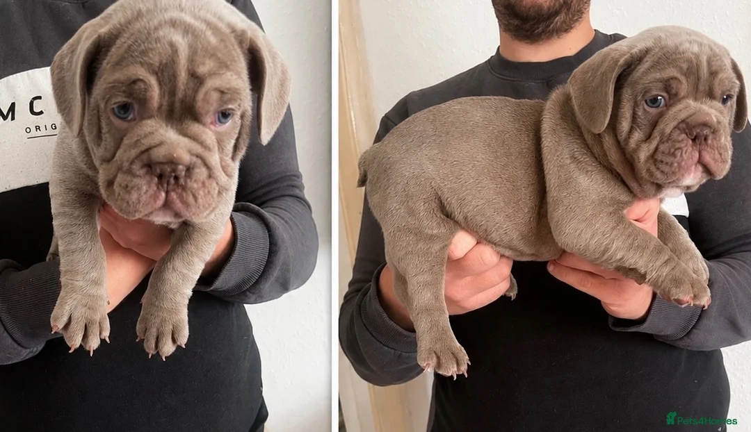 Mixed Breed dogs for sale: Frenglish puppies  - Advert 19
