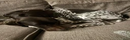 German Shorthaired Pointer dogs for stud: Outstanding GSP for stud  - Advert 4