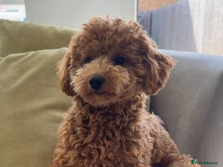 Maltipoo dogs - Advert 10