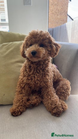 Maltipoo dogs - Advert 1