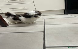 Shih Tzu dogs for sale: Shitzus for sale - Image 4