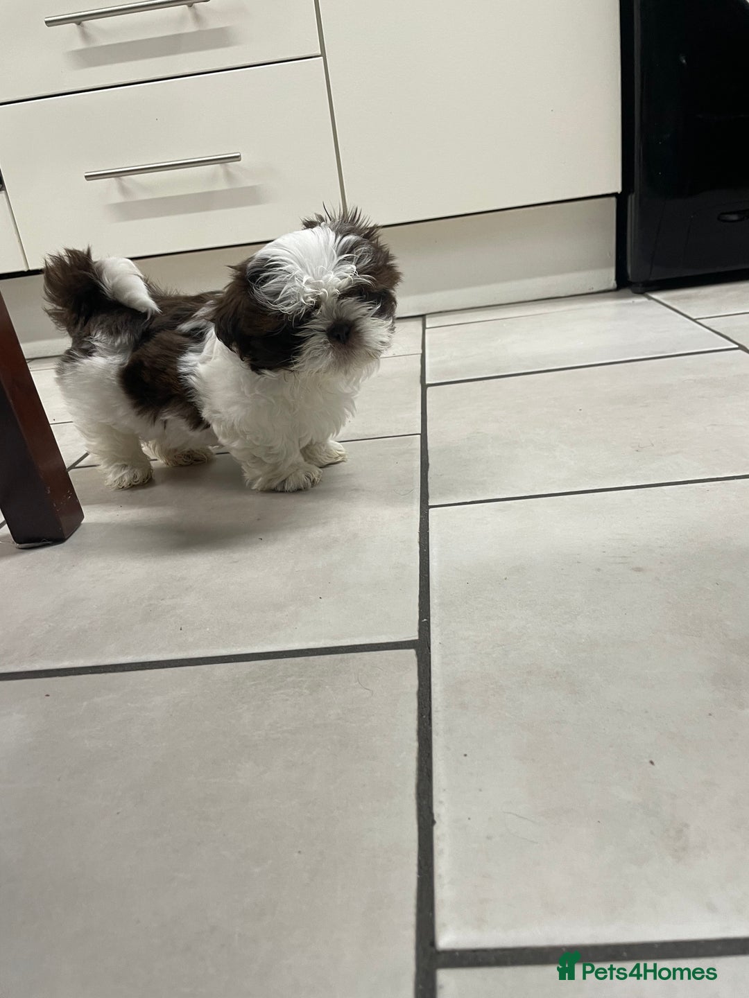 Shih Tzu dogs for sale: Shitzus for sale - Image 4