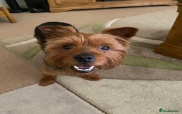 Yorkshire Terrier dogs for stud: Yorkshire terrier for stud - Image 5