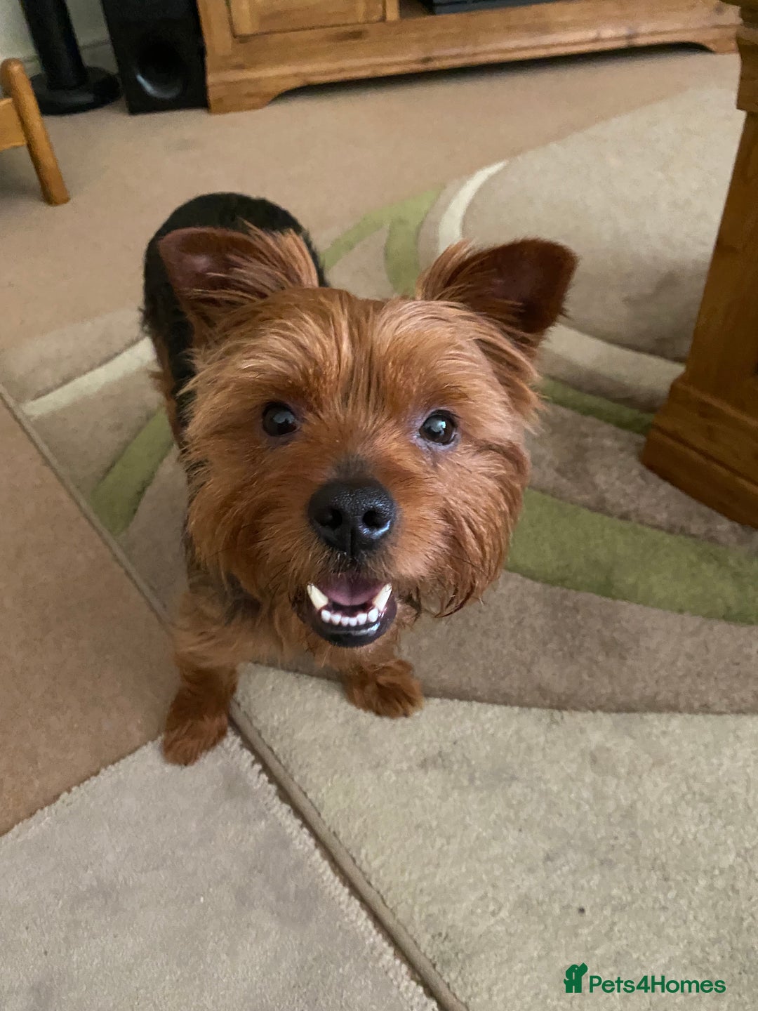 Yorkshire Terrier dogs for stud: Yorkshire terrier for stud - Image 5