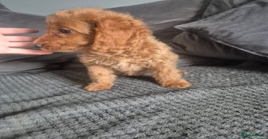 Cockapoo dogs - Advert 2