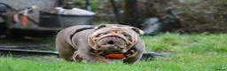 English Bulldog dogs for stud: Now proven English Bulldog at stud - Advert 24
