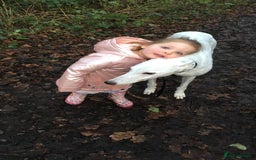 Greyhound dogs for adoption: Greyhounds ready for adoption  in Bridgnorth - Image 1