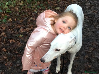 Greyhound dogs for adoption in Bridgnorth - Advert 2